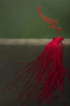 Red grapevine with long red strands on a green background Stock Photos