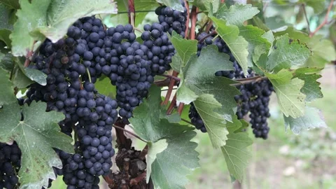 Red grapevine in the vineyard in close-up. Stock Footage