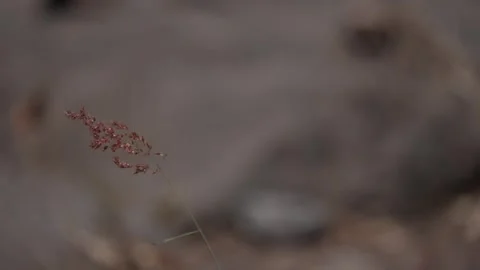 Red grass flower blowing in the wind with sunlight. Stock Footage 255998297