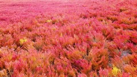 Red grass Stock Footage