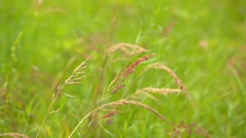 Red grass on green background Video stock 70531874