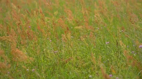 Red grass on green background 스톡 동영상 70533034