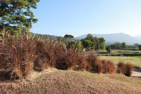 Red grass growing in aligned rows, creating natural pattern Foto stock