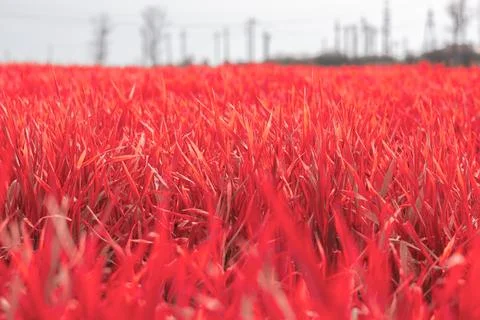 Red Grass Leaves In The Spring Stock Photos