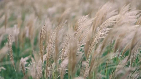 Red Grass Swaying In Wind Stock Footage 201314053
