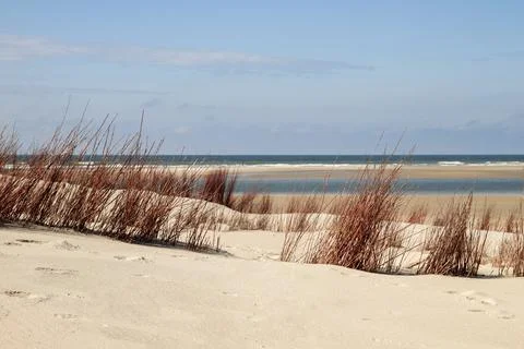 Red grasses in the dunes Stock Photos