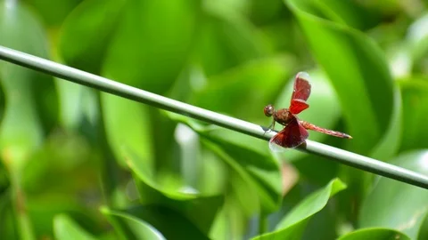 Red Grasshawk / Common Parasol / Grasshawk dragonfly Vídeos de archivo 115160796