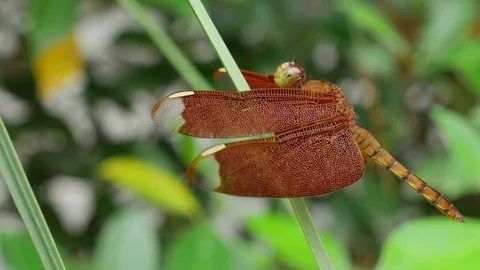 Red Grasshawk dragonfly also known as Common Parasol Stock Footage 79930320