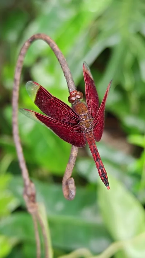 Red Grasshawk Dragonfly Perched on Curved Metal Stake in Lush Garden Stock Footage 331558428