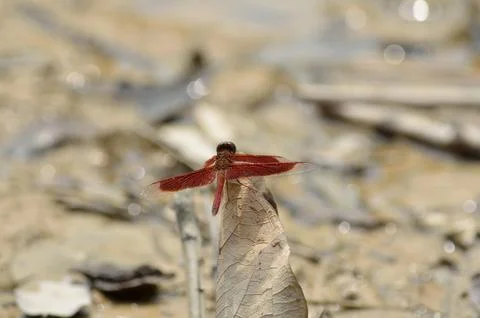 Red Grasshawk Dragonfly Perched on a Dry Leaf. Stock Photos