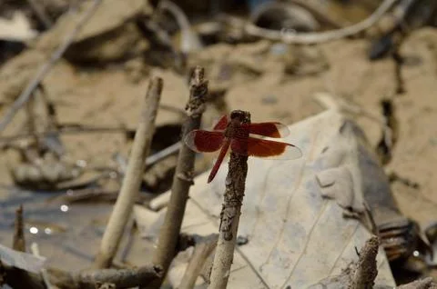Red Grasshawk Dragonfly Perched on a Dry Leaf. Stock Photos