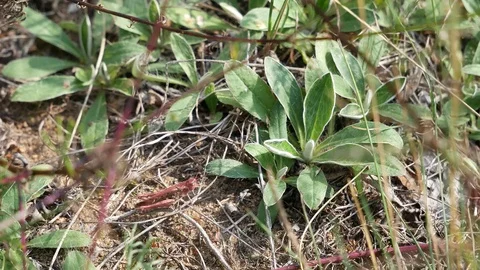 Red grasshopper. 스톡 동영상 117097500