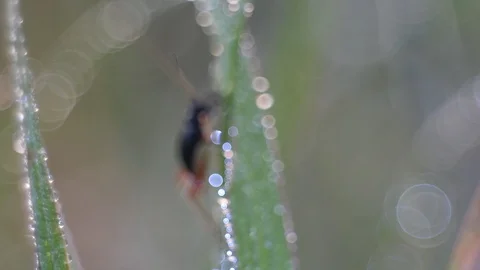 Red Grasshopper nymph in nature background. Video stock 100092105