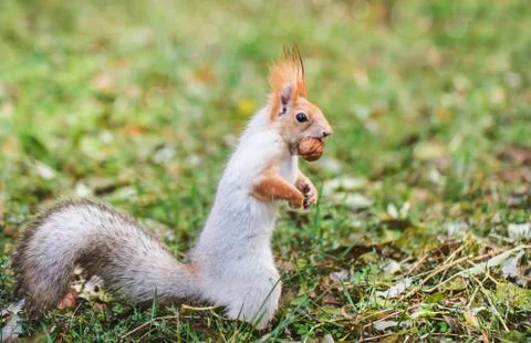 Red-gray squirrel hides nuts in the autumn park in the grass. Red gray squirr Stock Photos