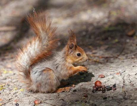 Red-gray squirrel Stock Photos