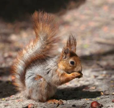 Red-gray young squirrel Stock Photos