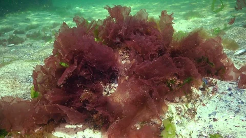 Red, green and brown algae on the seabed in the Black Sea (Porphyra,  Enterom Stock Footage 113504777