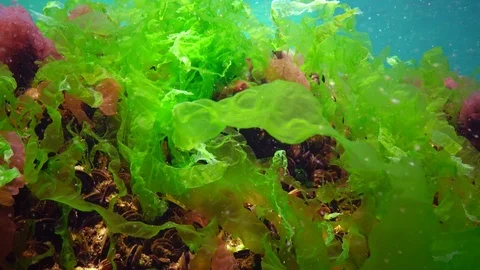Porphyra Algae Nori Seaweed Alga Noriedible Seaweed Red Algae Binomial