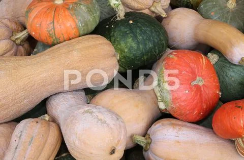 Red green and orange pumpkins for sale in autumn Stock Photos