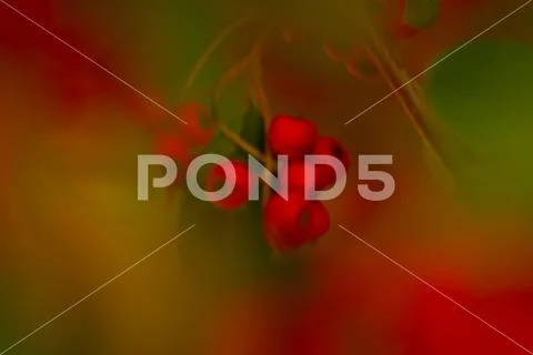A red green background of blured leaves and fruits is out of focus. Stock Photos