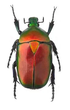Red Green Beetle Stock Photos