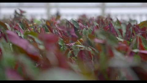 Red &amp; Green Foliage with Blurred Background for Mindfulness Stock Footage 327528020