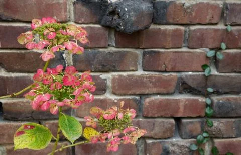Red green hydrangea brick wall Stock Photos