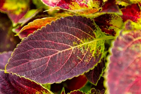 Red-green leaf Stock Photos