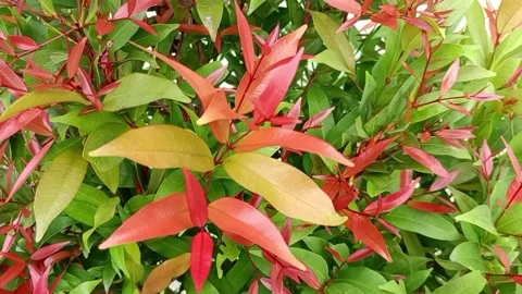 Red green leaves Stock Footage 276151057
