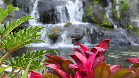 Red &amp; Green leaves rack focus to MS Waterfall Stock Footage 137663182