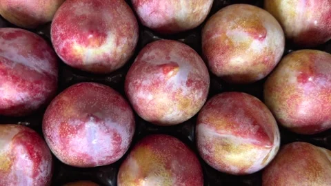 Red green plums, a specific variety of plums Stock Footage 326162015
