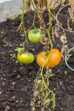 Red &amp; Green Tomatoes on a vine Stock Photos