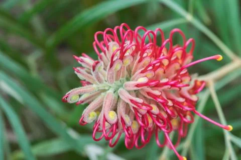 Red Grevillea flower Stock Photos