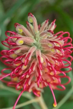Red Grevillea flower Stock Photos