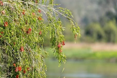 Red Grevillea tree in bloom Stock Photos