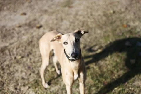 Red greyhound Stock Photos