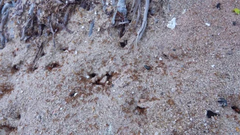Red ground ants and an underground anthill are being built. Vietnam Stock Footage 342733817