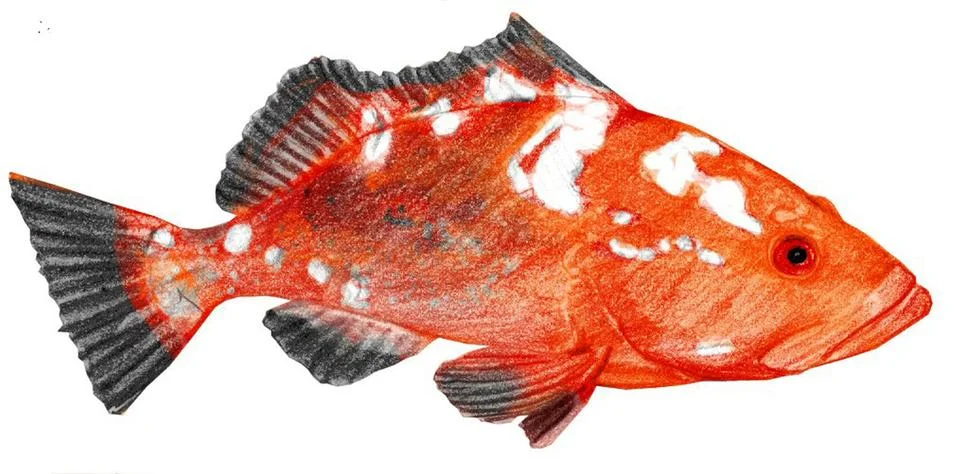 Red Grouper Stock Illustration