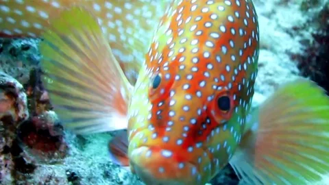 Red grouper Looking at the camera HD close up Stock Footage 78707931