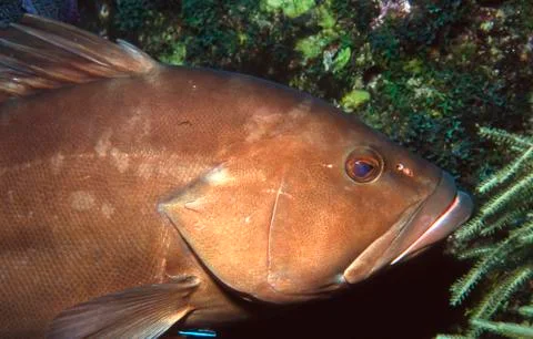 Red grouper Stock Photos
