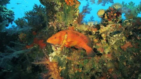 Red grouper at the reef Stock Footage 22724184