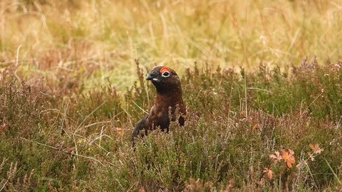 Red Grouse. Lagopus lagopus. male walks through Scottish heather and calls. Stock Footage
