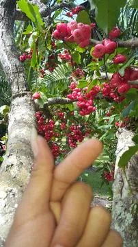 Red guava Stock Photos