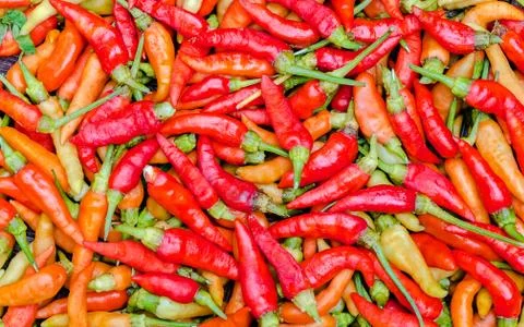 Red guinea-pepper Stock Photos