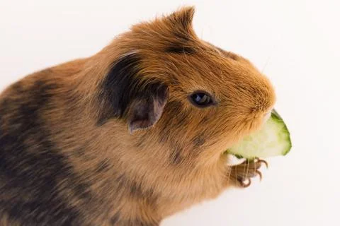 Red guinea pig Foto stock