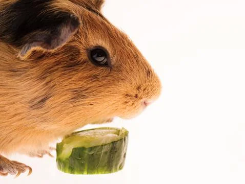 Red guinea pig Stock Photos