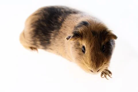 Red guinea pig Stock Photos
