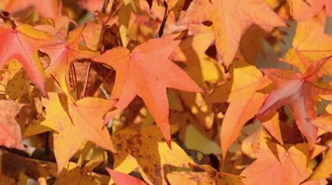 Red gum (Liquidambar styraciflua) Stock Footage 12766562