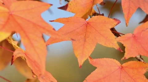 Red gum (Liquidambar styraciflua) Stock Footage 12766590