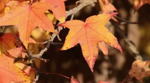 Red gum (Liquidambar styraciflua) Stock Footage 12766618